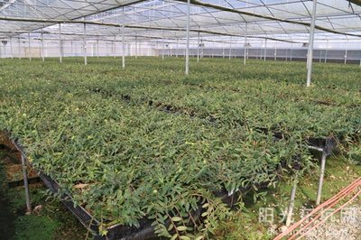鐵皮石斛種植基地喜獲農業(yè)科技成果轉化資金扶持，技術創(chuàng)新迎來新機遇
