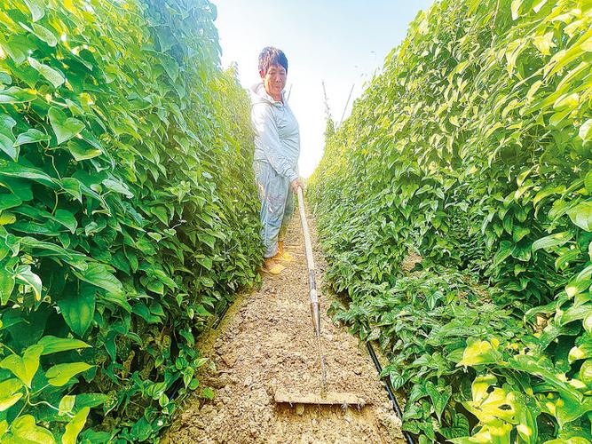 山藥種植成富民產業(yè)，國家濮陽經濟技術開發(fā)區(qū)技術開發(fā)獲媒體聚焦