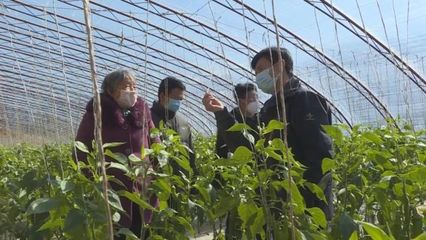 子長蔬菜開發中心 穩防控、強技術、保供應，全力守護“菜籃子”安全