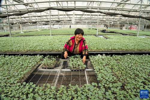 河北永清 以技術創新驅動綠色蔬菜種植，筑牢京津“菜籃子”保障線
